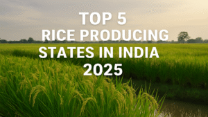 Which state ranks third in paddy productivity in India