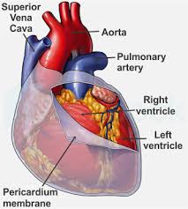 Double layered membrane of heart