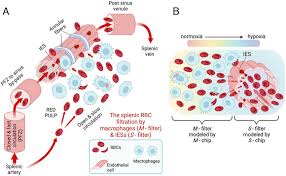 Assertion and Reason based on RBC flow