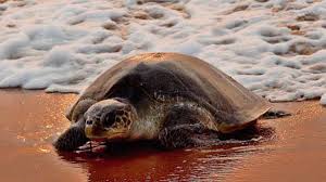 Operation Olivia was launched