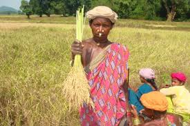 Cultivation traditionally practiced by tribes of Koraput?