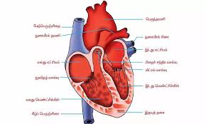 இதயத்தின் ரத்த ஓட்ட வழி