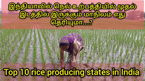 இந்தியாவில் நெல் உற்பத்தியில் மூன்றாம் இடம்
