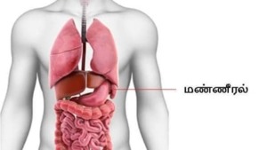 மண்ணீரல் சிவப்பணுவின் கல்லறை எனப்படும்